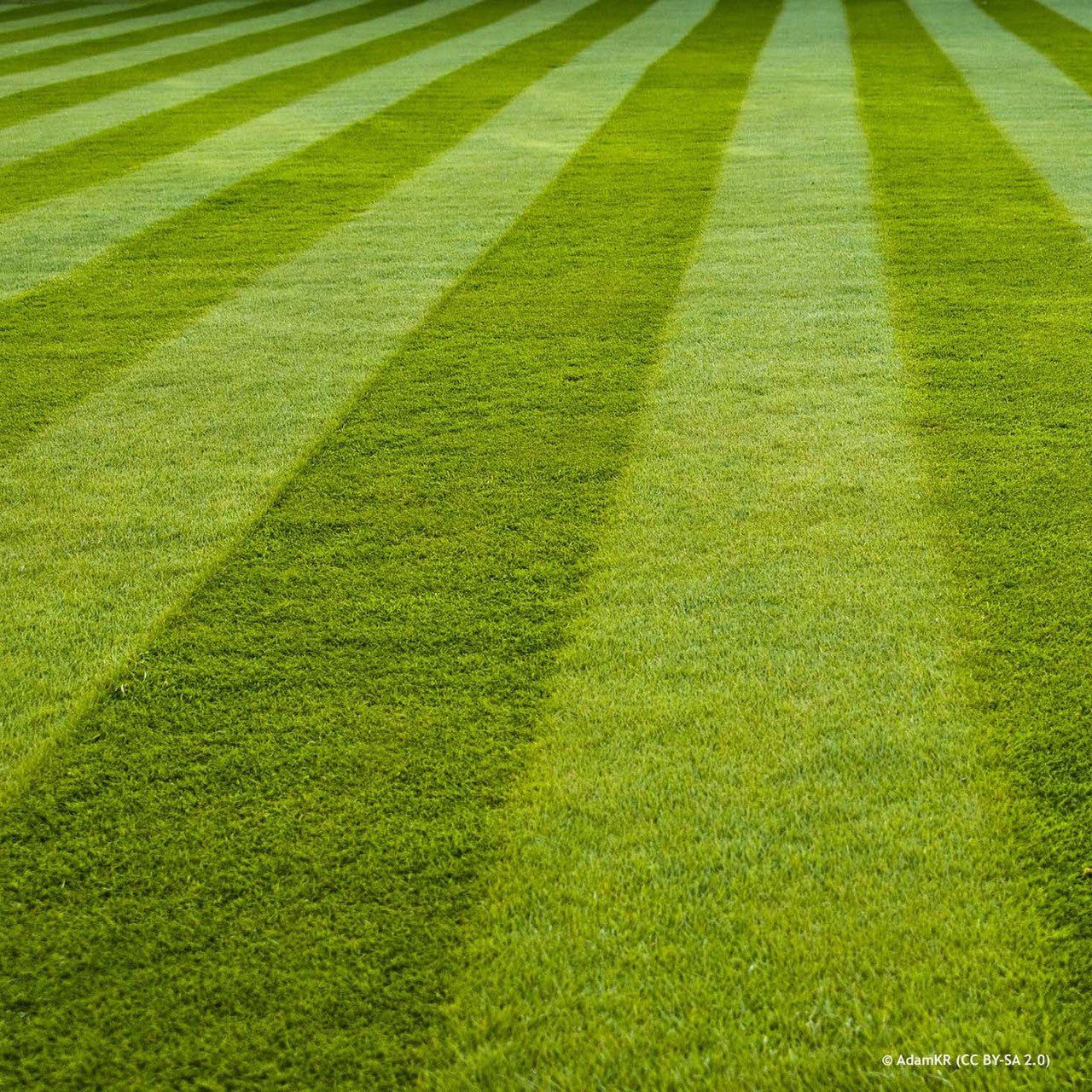 Johnsons Lawn Seed Sunday Best