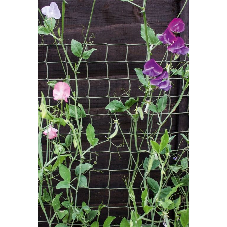 Soporte para plantas trepadoras Ambassador Bronceado