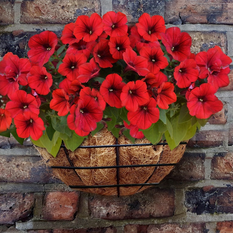 Cesta de pared de alambre Ambassador