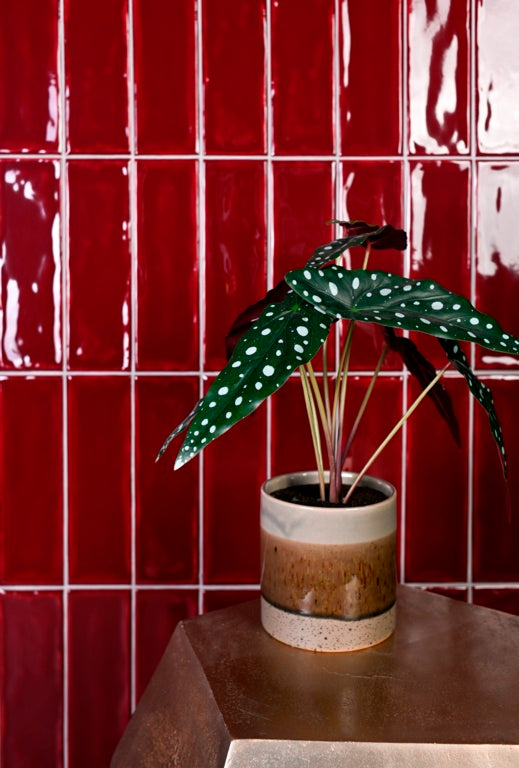 Johnson Tiles 1901 Minton Garnet Wall Tile 245 x 75mm 0.99m²