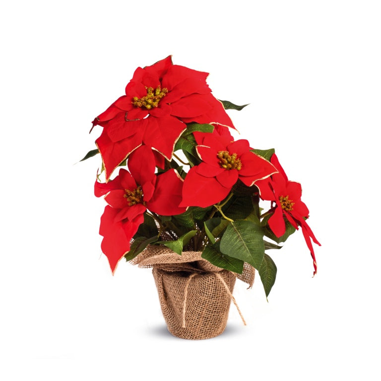 Premier Red Poinsettia With Gold Trim 36cm