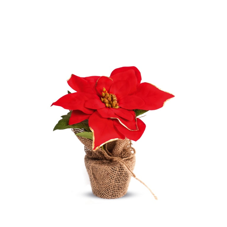 Premier Red Poinsettia With Gold Trim 20cm