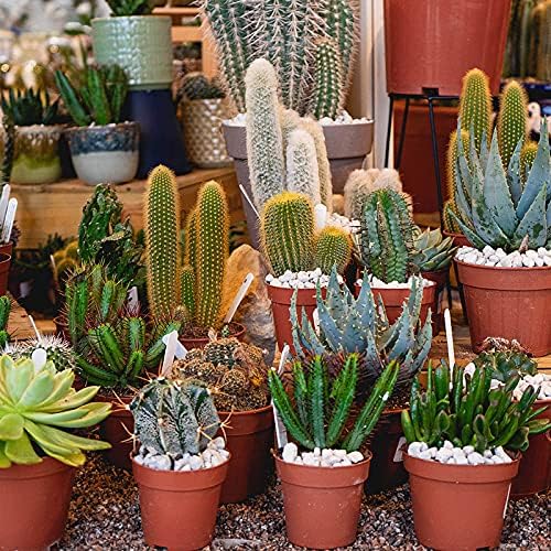 Cactus LAVA-LITE - Gro+