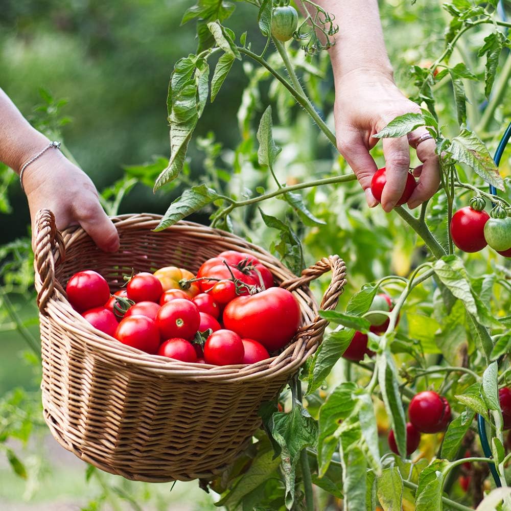 Doff Tomate Pienso Concentrado 1L