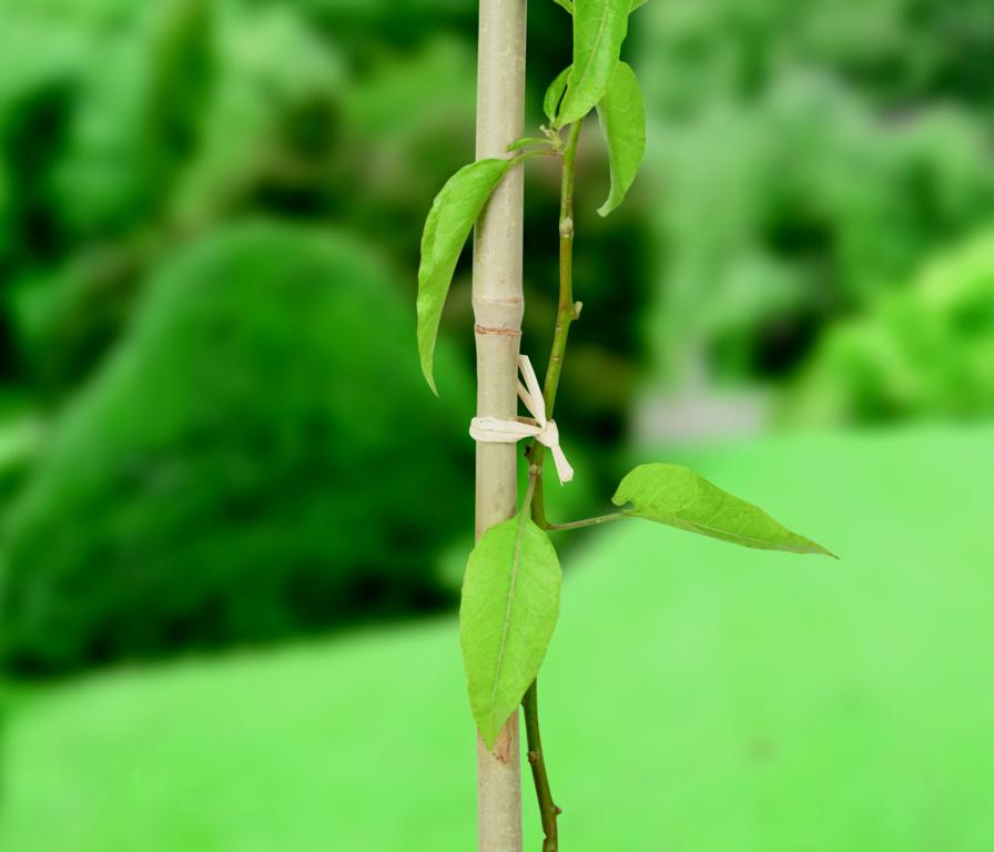 Ambassadeur Raphia 80g