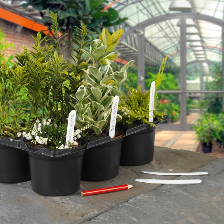 Paquete de lápices y etiquetas para plantas Ambassador 50 4"