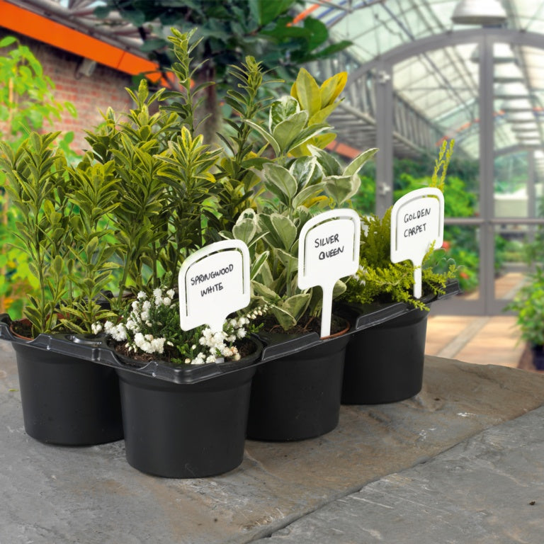 Etiquetas Ambassador T de 5" Paquete de 10