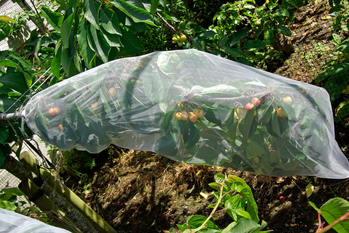 Fundas para árboles frutales de Agralan