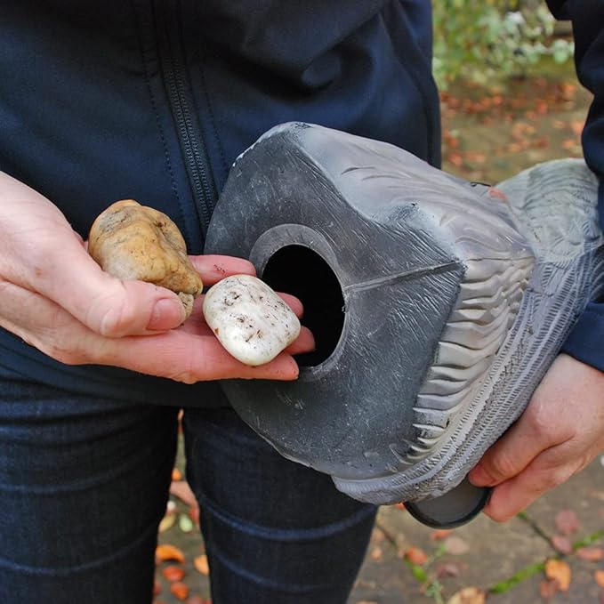 The Big Cheese Falcon