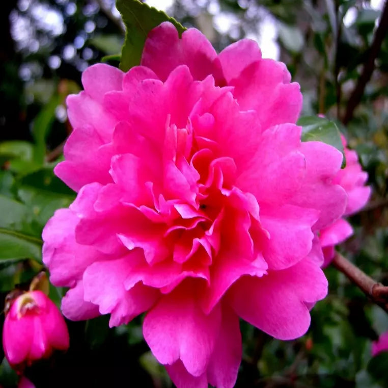 Engrais éricacé à libération contrôlée Doff