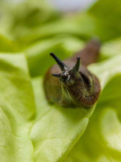 Neudorff Sluggo Slug & Snail Killer