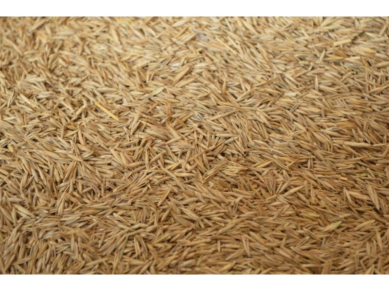 Johnsons Lawn Seed Economy