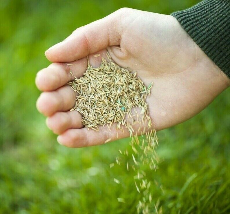 Johnsons Lawn Seed Economy