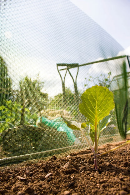 Sombreado de plantas embajadoras