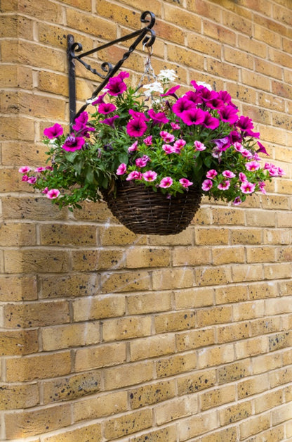 Ambassador Willow Hanging Basket