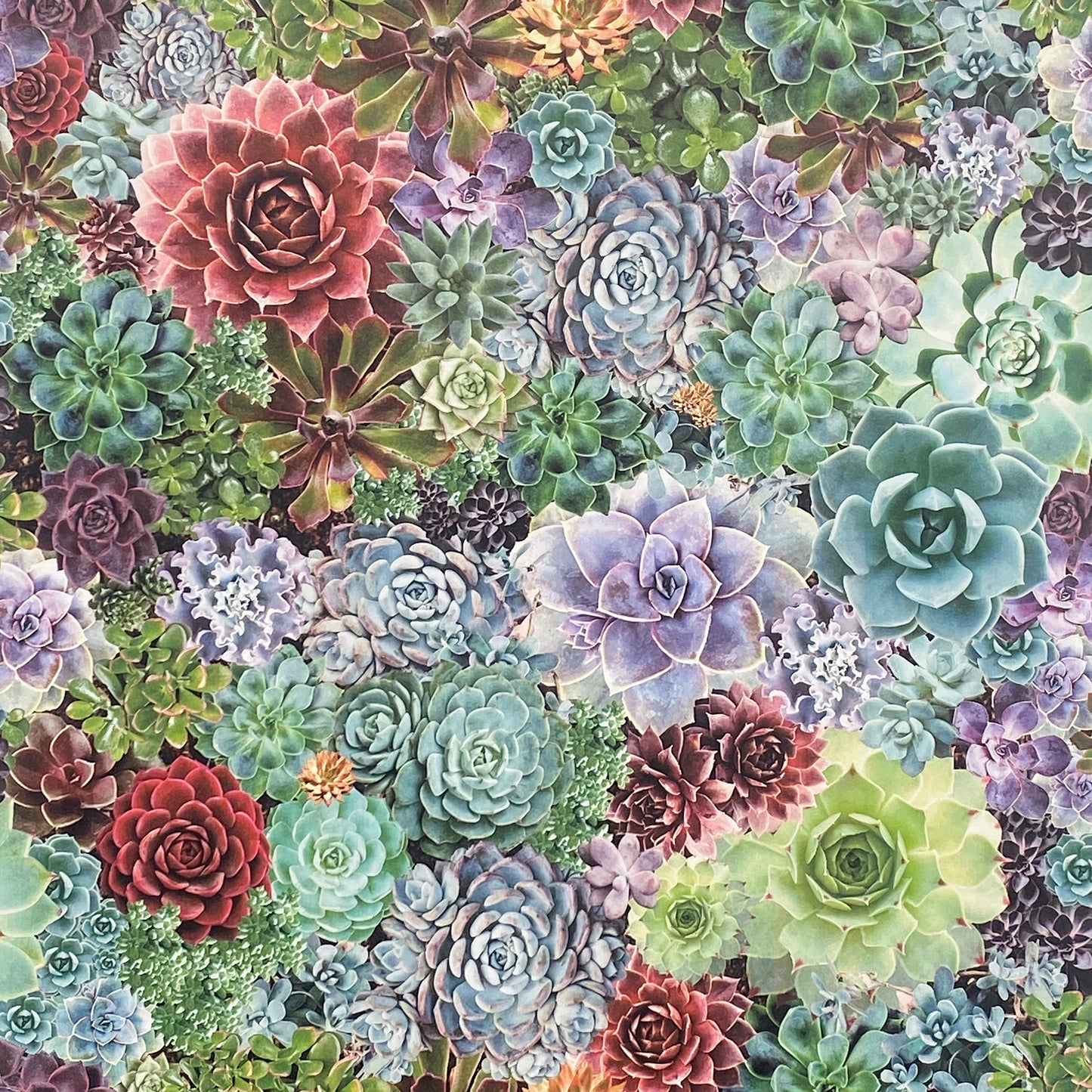 Arthouse Succulent Living Wall Multi Wallpaper