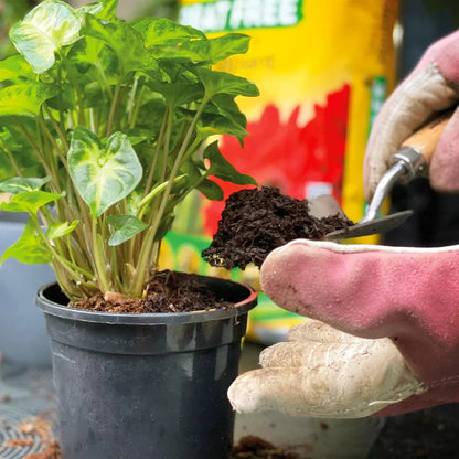 Miracle-Gro® Houseplant Potting Mix Peat Free Compost