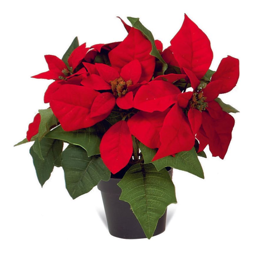 Premier Potted Poinsettia