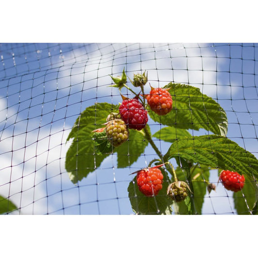 Ambassador Black Fruit Cage Net