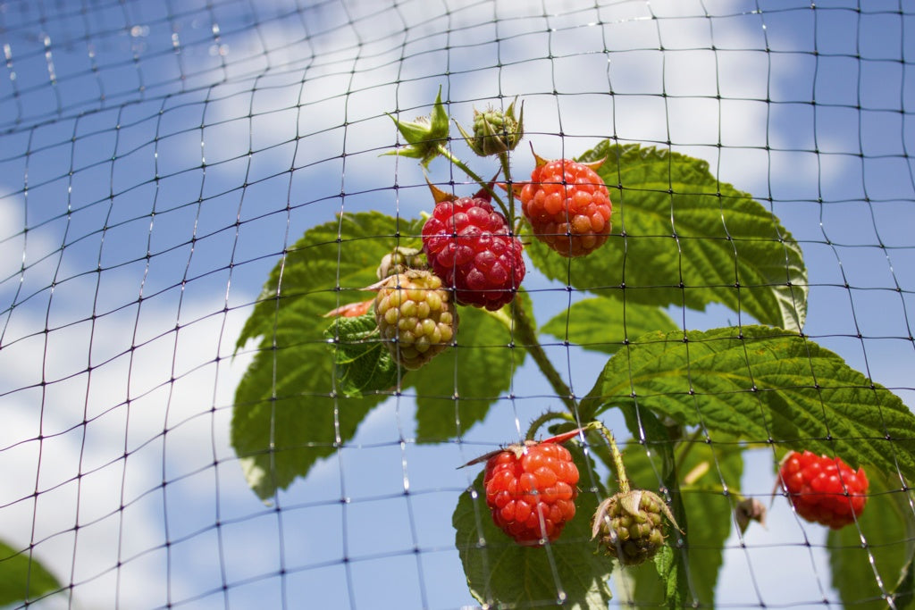 Ambassador Black Fruit Cage Net