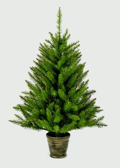 Premier California Spruce In Pot