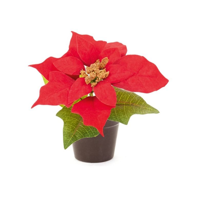 Premier Poinsettia In Pot