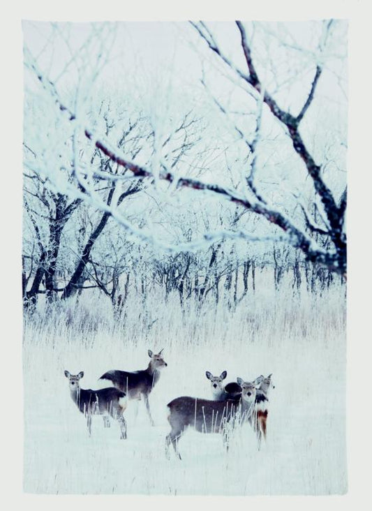 Premier Deer In Snowy Meadow