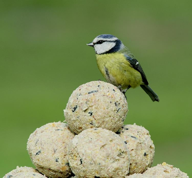 Rspb Super Suet Balls