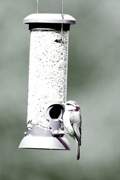 Rspb Classic Seed Feeder