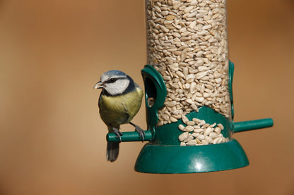 Rspb Sunflower Hearts