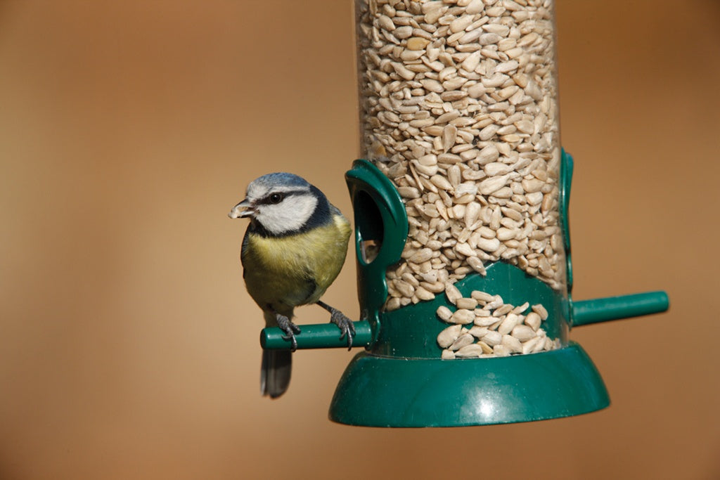 Rspb Sunflower Hearts