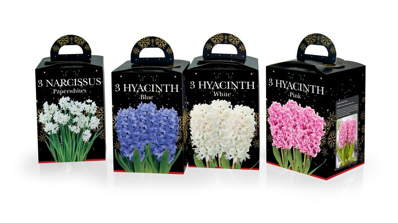 Deree Hyacinth & Paper White Gift Kits