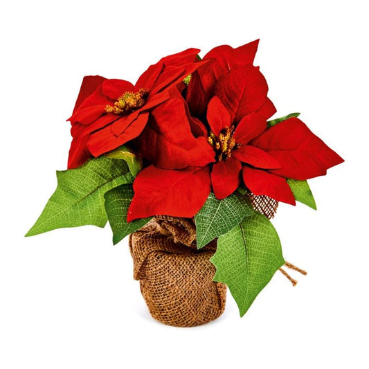 Premier Poinsettia In  Pot