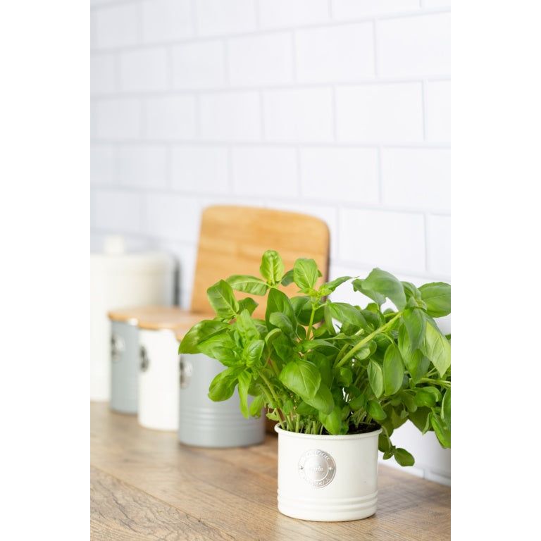 Typhoon Living Herb Planter