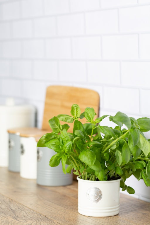 Typhoon Living Herb Planter