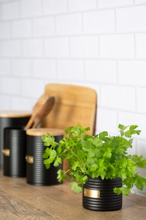 Typhoon Otto Herb Planter