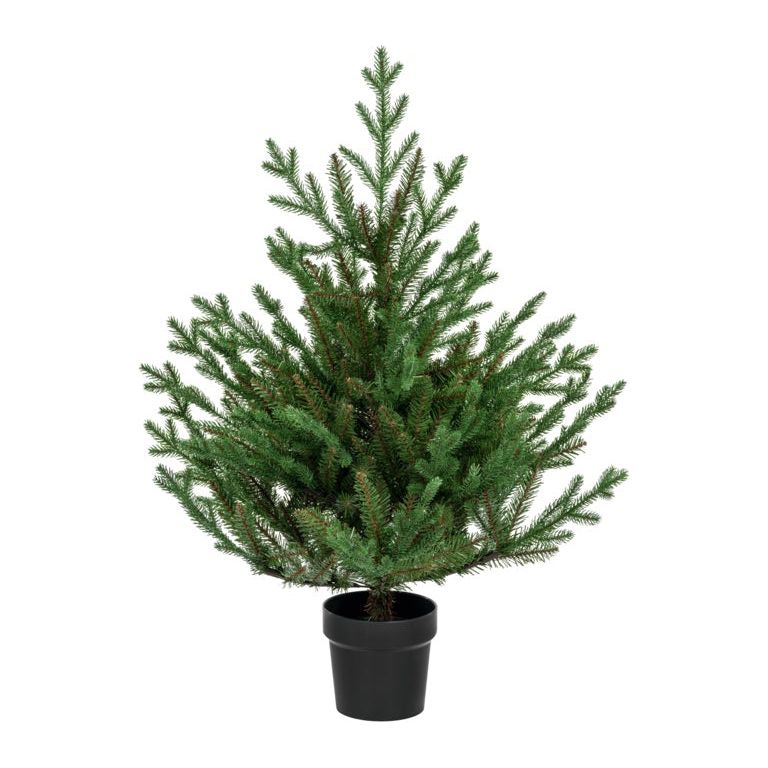 Premier Potted Glenshee Spruce