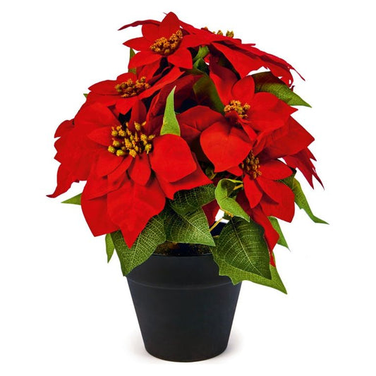 Premier Poinsettia In Pot