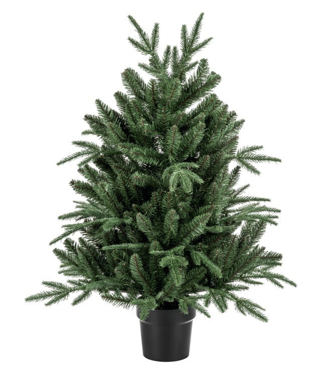 Premier Potted Aspen Fir