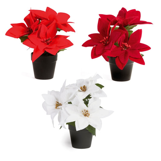 Premier Poinsettia