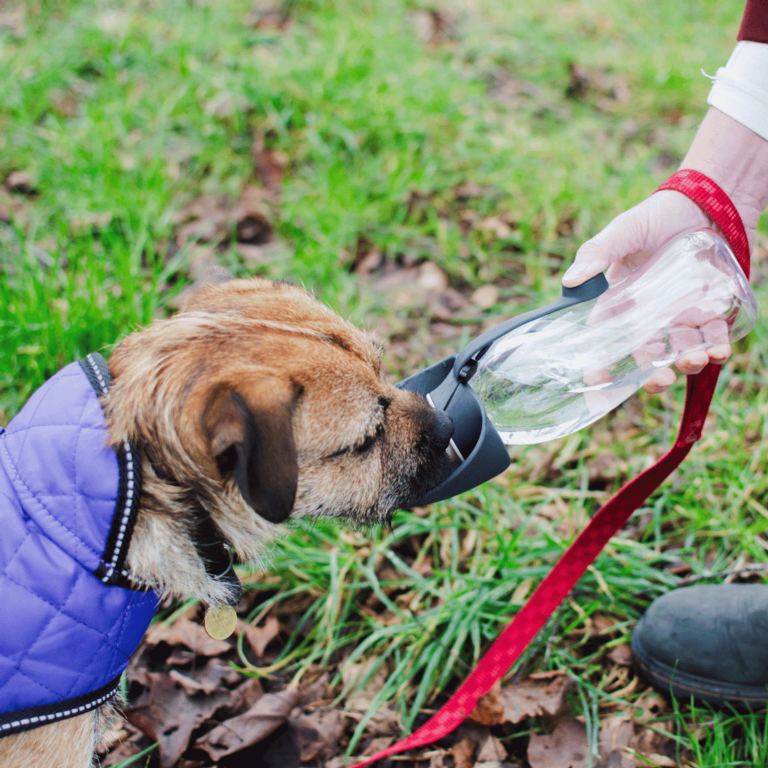 Henry Wag Water Bottle With Leaf Bowl