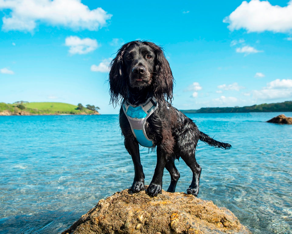 Henry Wag Dog Travel Harness