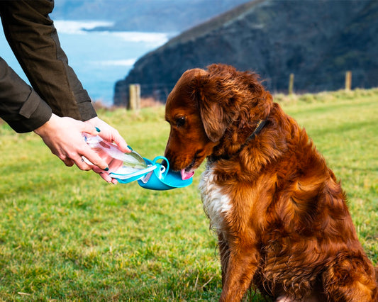 Henry Wag Water Bottle With Leaf Bowl