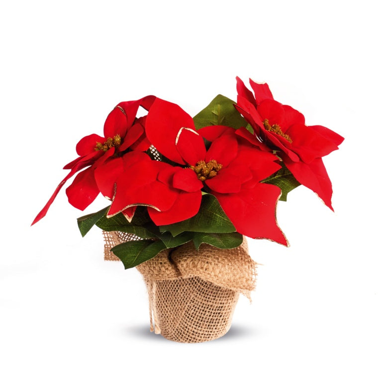 Premier Red Poinsettia With Gold Trim 24cm