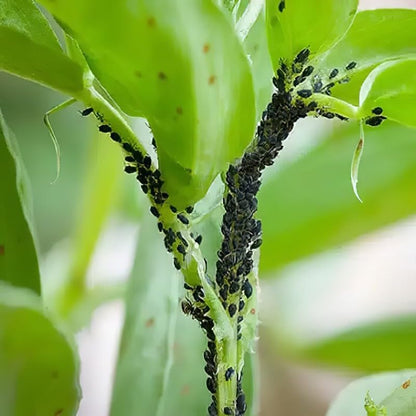 Doff Greenfly & Blackfly Control