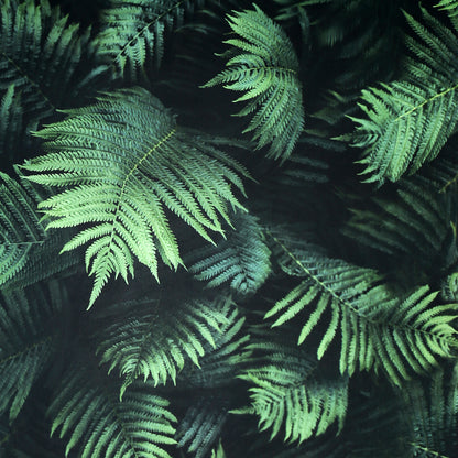 Arthouse Fern Wall Green Wallpaper