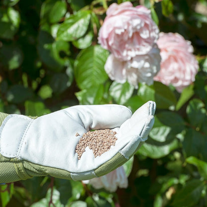 Miracle-Gro® Rose & Shrub Plant Food