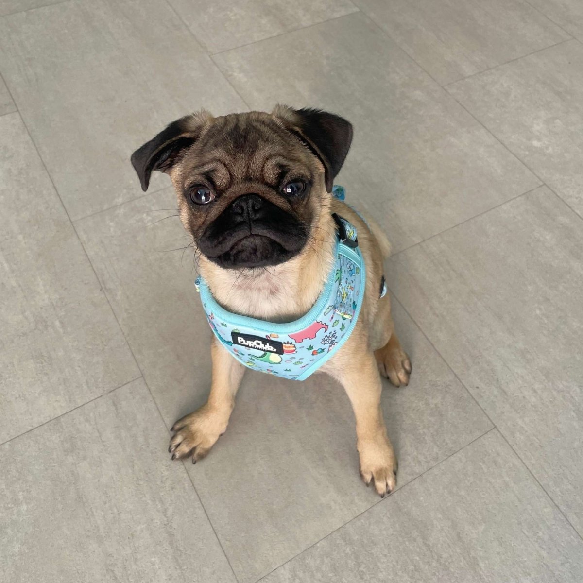 Adjustable Harness - Jurassic Party