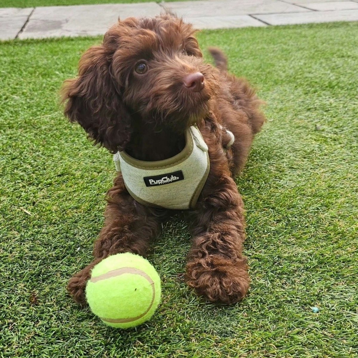 Tweed Adjustable Harness - Sage