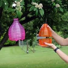 Zero In Honeypot Wasp Trap With Bait